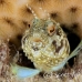 blenny_sailfin_lphr_gc_h_0263_cay4178.jpg